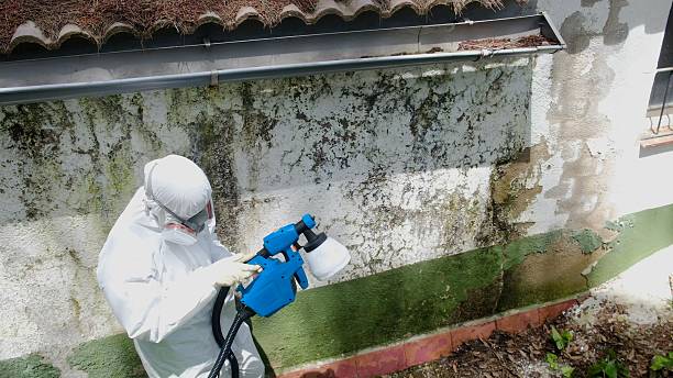 Mold Remediation service in Courtland, Courtland, VA
